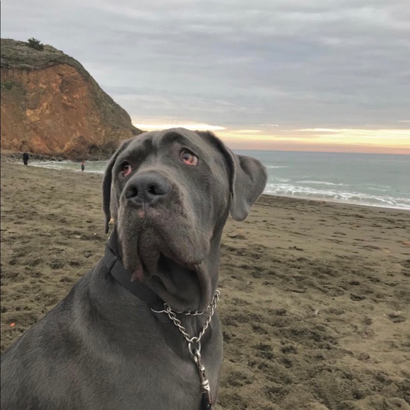 My closet is in a dog friendly home! π  - Picture 2 of 2